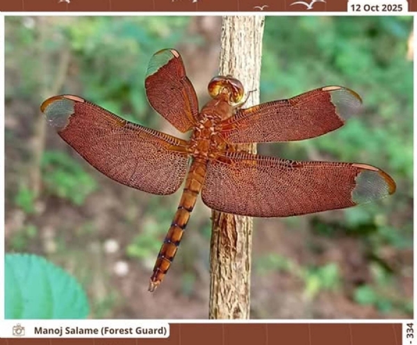 Seoni: The fascinating dragonfly – Fulvous Forest Skimmer – has been spotted on the forest banks of Pench National Park.