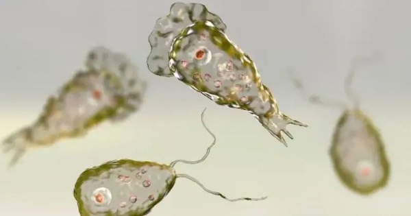 amoebic meningoencephalitis