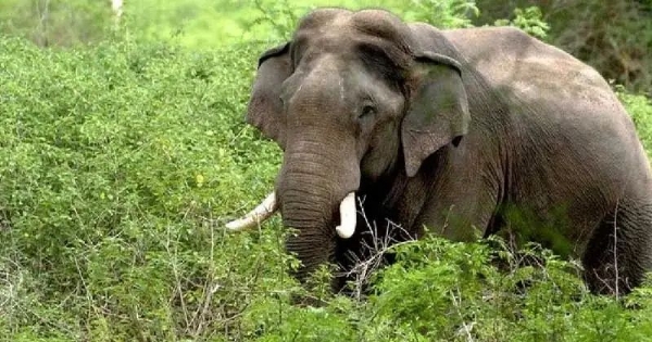 Wild elephant