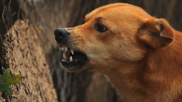 stray dog attack