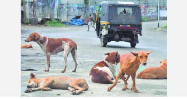 എറണാകുളത്ത് മൂന്ന് ആടുകൾക്ക് പേ വിഷബാധ; വെറ്ററിനറി ജീവനക്കാരെത്തി കൊന്നു