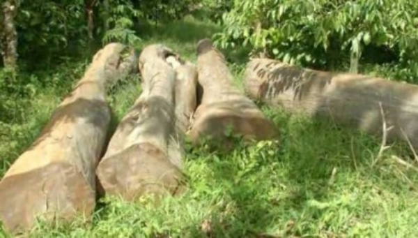 മുട്ടില്‍ മരംമുറി കേസ്; ചീഫ് സെക്രട്ടറി എ.ജയതിലകിന്റെ പങ്ക് അന്വേഷിച്ചില്ലെന്ന് മുന്‍ പ്രോസിക്യൂട്ടർ