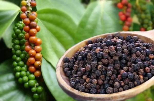 International Pepper community