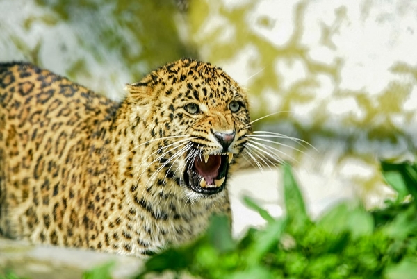 leopard attack