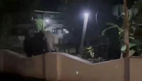 Wild elephant attack