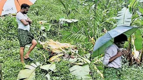 കണ്ണൂർ:  എടപ്പുഴ വാളത്തോട് മേഖലയിൽ വീണ്ടും കാട്ടാന; വീടുകൾക്ക് സമീപം വരെ എത്തി: വ്യാപക കൃഷിനാശം