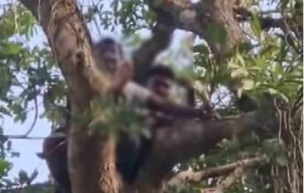 പ്രശ്നത്തിന് പരിഹാരം കാണാമെന്ന് തഹസിൽദാറിന്റെ ഉറപ്പ്; ആത്മഹത്യ ഭീഷണി മുഴക്കിയ ആദിവാസി യുവാക്കൾ താഴെയിറങ്ങി