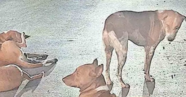 നാദാപുരത്ത് തെരുവു നായ ശല്യം രൂക്ഷം; കഴിഞ്ഞമാസം കടിച്ചത് അൻപതോളം പേരെ നാദാപുരത്ത് തെരുവു നായ ശല്യം രൂക്ഷം; കഴിഞ്ഞമാസം കടിച്ചത് അൻപതോളം പേരെ