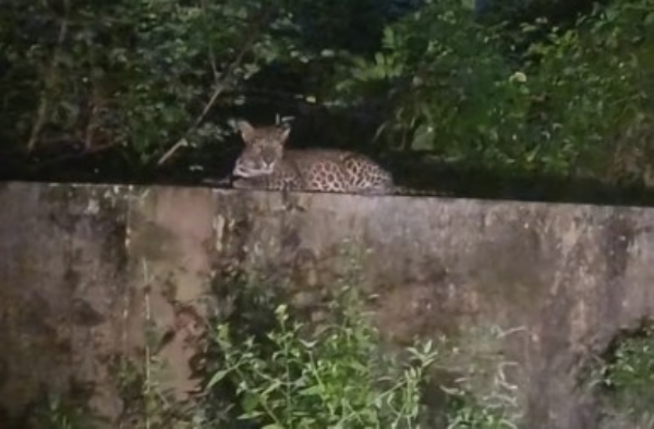 പാലക്കാട് മലമ്പുഴയിൽ പുലിയെ കണ്ടതിനെ തുടര്‍ന്ന് പ്രദേശത്ത് ജാഗ്രത നിർദേശം നല്‍കി