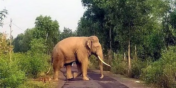 കുതിരാനിലെ ജനവാസ മേഖലയിൽ വീണ്ടും കാട്ടാന ഇറങ്ങി