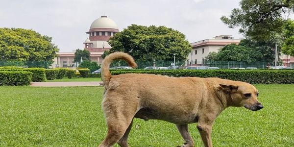 സ്‌കൂളുകൾ, ആശുപത്രികൾ, ഗതാഗത കേന്ദ്രങ്ങൾ എന്നിവയുടെ പരിസരത്തുനിന്ന് തെരുവ് നായ്ക്കളെ പൂർണമായി നീക്കം ചെയ്യാൻ സുപ്രീം കോടതി ഉത്തരവ്