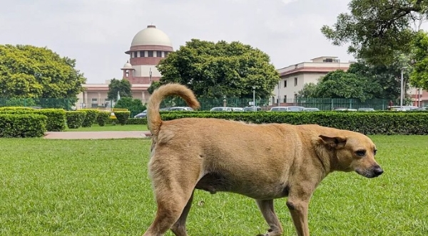 സ്‌കൂളുകൾ, ആശുപത്രികൾ, ഗതാഗത കേന്ദ്രങ്ങൾ എന്നിവയുടെ പരിസരത്തുനിന്ന് തെരുവ് നായ്ക്കളെ പൂർണമായി നീക്കം ചെയ്യാൻ സുപ്രീം കോടതി ഉത്തരവ്