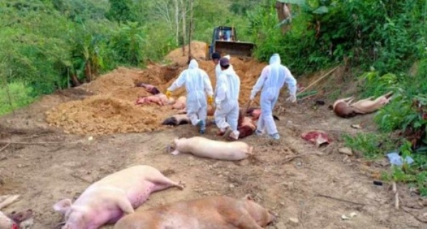 കോഴിക്കോട് ജില്ലയിൽ ആദ്യമായി ആഫ്രിക്കൻ പന്നിപ്പനി ബാധ കണ്ടെത്തി: കർശന നിയന്ത്രണം കോഴിക്കോട് ജില്ലയിൽ ആദ്യമായി ആഫ്രിക്കൻ പന്നിപ്പനി ബാധ കണ്ടെത്തി: കർശന നിയന്ത്രണം