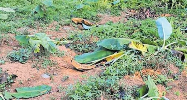 കോഴിക്കോട്: ആവശ്യങ്ങളും അവകാശങ്ങളും നേടിയെടുക്കാൻ തദ്ദേശ തിരഞ്ഞെടുപ്പിൽ സ്ഥാനാർഥികളെ നിർത്താനൊരുങ്ങി നഗരസഭയിലെ കർഷക കൂട്ടായ്മ കോഴിക്കോട്: ആവശ്യങ്ങളും അവകാശങ്ങളും നേടിയെടുക്കാൻ തദ്ദേശ തിരഞ്ഞെടുപ്പിൽ സ്ഥാനാർഥികളെ നിർത്താനൊരുങ്ങി നഗരസഭയിലെ കർഷക കൂട്ടായ്മ