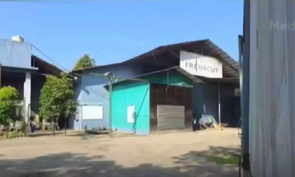 Freshcut plant Freshcut plant