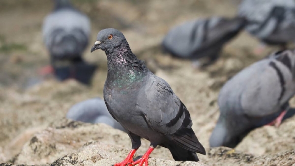 Karnataka government