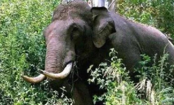 ആറളം വട്ടപ്പറമ്പിൽ 2 ആഴ്ചയ്ക്കിടെ വീണ്ടും കാട്ടാനയെത്തി