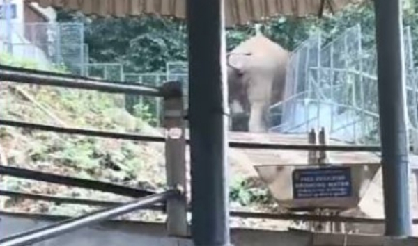 ശബരിമലയിൽ കാട്ടാന ഇറങ്ങി; സംരക്ഷണ വേലി തകർത്തു