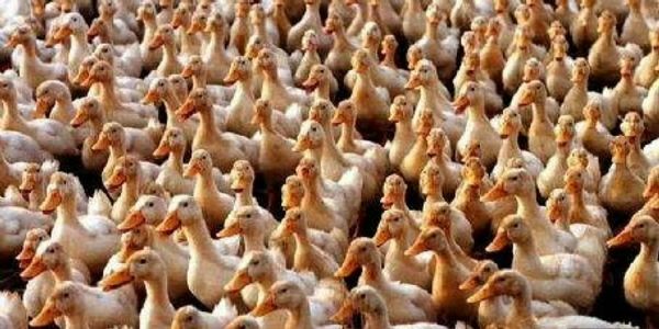 Avian influenza confirmed in Alappuzha; over 20,000 Ducks dead