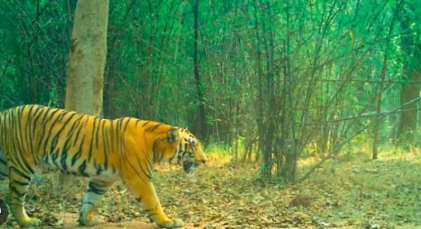 വയനാട് വണ്ടിക്കടവിലെ നരഭോജിക്കടുവ കൂട്ടിലായി