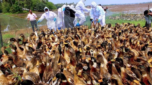 പക്ഷിപ്പനി, ആലപ്പുഴയിലെ നിയന്ത്രണങ്ങൾ നീക്കി പക്ഷിപ്പനി, ആലപ്പുഴയിലെ നിയന്ത്രണങ്ങൾ നീക്കി
