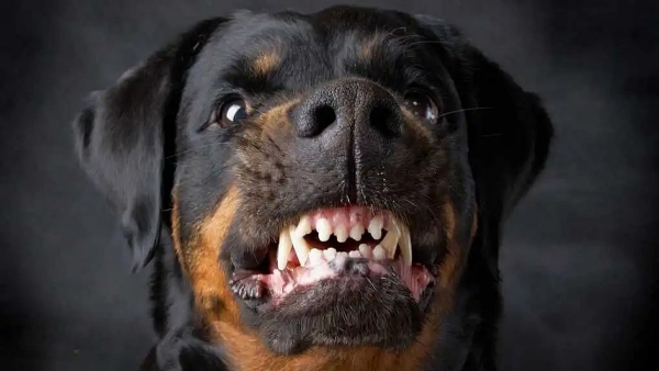 Rottweiler dog attack Rottweiler dog attack