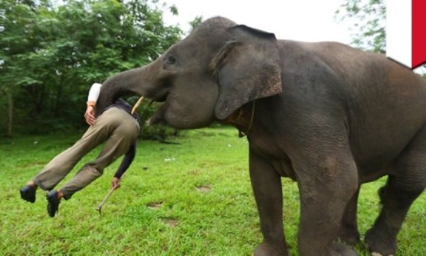 കാട്ടാനയാക്രമണത്തിൽ വയോധികൻ മരിച്ചു; പ്രതിഷേധക്കാര്‍ ഫോറസ്റ്റ് ഓഫിസ് തകർത്തു