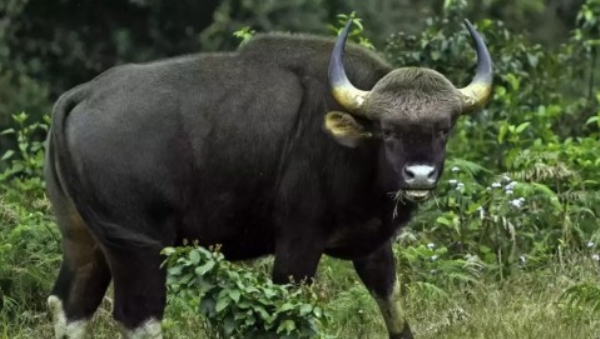 ഇടുക്കി മറയൂരില്‍ കാട്ടുപോത്ത് ആക്രമണം; വനംവകുപ്പ് വാച്ചര്‍ക്ക് പരുക്ക്