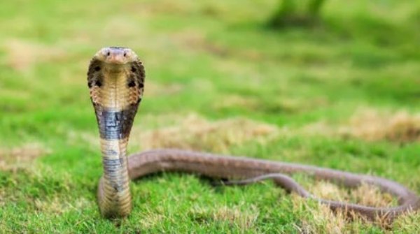 ഇലക്ഷൻ ഡ്യൂട്ടിയ്ക്കെത്തിയ പൊലീസ് ഉദ്യോഗസ്ഥന് പാമ്പുകടിയേറ്റു