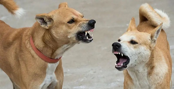 Street dog