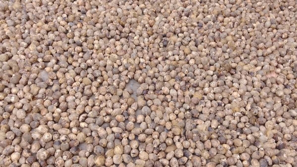 ARECA NUT PRICES SURGE