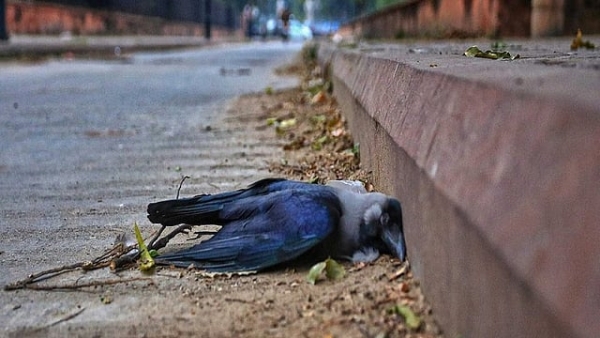 കണ്ണൂർ ഇരിട്ടിയിൽ പക്ഷിപ്പനി സ്ഥിരീകരിച്ചു; എടക്കാനം മേഖലയിൽ കടുത്ത ജാഗ്രത കണ്ണൂർ: ജില്ലയിലെ ഇരിട്ടി