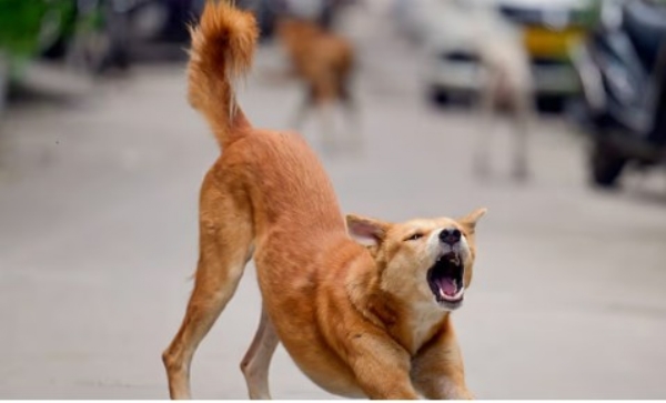 കുറ്റ്യാടിയിൽ തെരുവുനായ അഴിഞ്ഞാട്ടം; കുട്ടികളടക്കം എട്ടുപേർക്ക് കടിയേറ്റു; പേപ്പട്ടിയെ നാട്ടുകാർ തല്ലിക്കൊന്നു