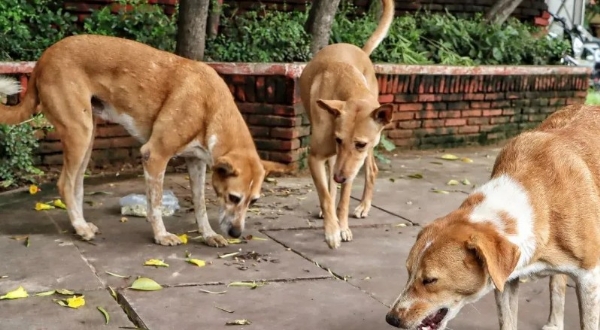 തെരുവ് നായ പ്രശ്നം: മേനക ഗാന്ധിക്കെതിരെ സുപ്രീം കോടതിയുടെ രൂക്ഷവിമർശനം; കോടതി വിധി പരിഹസിക്കുന്നത് കോടതിയലക്ഷ്യമെന്ന് നിരീക്ഷണം