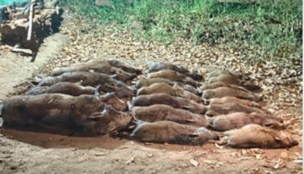 മലപ്പുറം മമ്പാടിൽ കാട്ടുപന്നി ശല്യത്തിന് അറുതി: 20 കാട്ടുപന്നികളെ വെടിവെച്ചുകൊന്നു