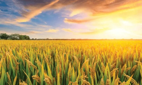 Rice storage center Rice storage center