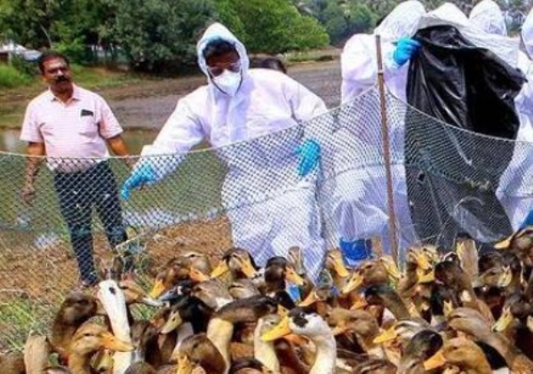 ആലപ്പുഴയിൽ വീണ്ടും പക്ഷിപ്പനി സ്ഥിരീകരിച്ചു: നാല് പഞ്ചായത്തുകളിൽ നിയന്ത്രണം, 13,000-ത്തിലധികം പക്ഷികളെ കള്ളിങ് നടത്തും