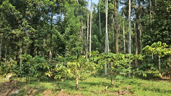FARMERS CONDITION WAYANAD FARMERS CONDITION WAYANAD