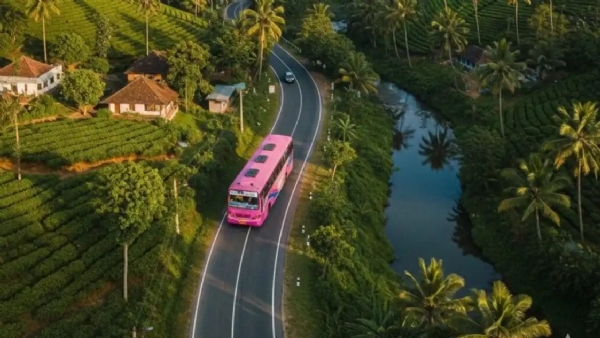 Pink Bus Pink Bus