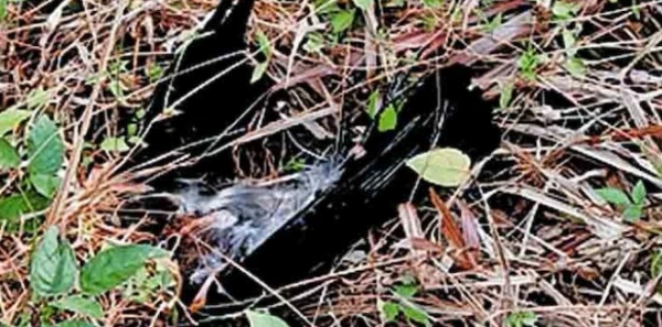 കണ്ണൂർ ജില്ലയിലെ ഇരിട്ടി മേഖലയിൽ കാക്കകൾ കൂട്ടത്തോടെ ചത്തു വീഴുന്നത് പ്രദേശവാസികളിൽ വലിയ പക്ഷിപ്പനി ഭീതി പടർത്തുന്നു