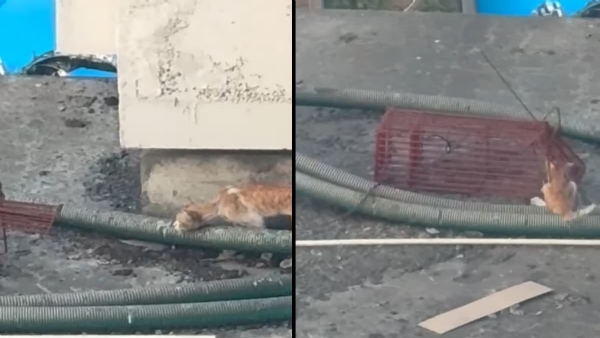 Cat rescue operation