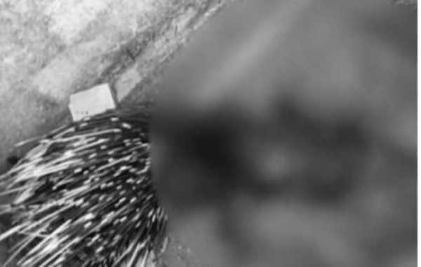 മുള്ളൻപന്നിയെ കൊന്ന് കറിവെച്ചു; വെള്ളനാട് പഞ്ചായത്ത് പ്രസിഡന്റിനെതിരെ വനംവകുപ്പ് കേസ്, ശശി ഒളിവിൽ മുള്ളൻപന്നിയെ കൊന്ന് കറിവെച്ചു; വെള്ളനാട് പഞ്ചായത്ത് പ്രസിഡന്റിനെതിരെ വനംവകുപ്പ് കേസ്, ശശി ഒളിവിൽ