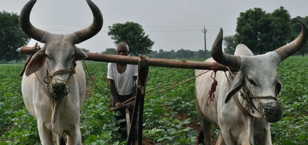 ഇന്ത്യ-അമേരിക്ക വ്യാപാര കരാർ: കാർഷിക കയറ്റുമതിയിൽ കുതിച്ചുചാട്ടം ലക്ഷ്യം; ആശങ്കകൾ പരിഹരിക്കുമെന്ന് കേന്ദ്ര സർക്കാർ ഇന്ത്യ-അമേരിക്ക വ്യാപാര കരാർ: കാർഷിക കയറ്റുമതിയിൽ കുതിച്ചുചാട്ടം ലക്ഷ്യം; ആശങ്കകൾ പരിഹരിക്കുമെന്ന് കേന്ദ്ര സർക്കാർ