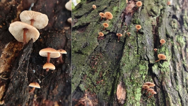 Collebiopsis brunniganera