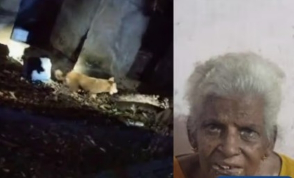 ഭീതി വിതച്ച് തെരുവുനായ്ക്കൾ: എരുമപ്പെട്ടിയിൽ വയോധികയെ കടിച്ചുകൊന്ന നായയെ പിടികൂടി; കാർത്യായനിയുടെ പോസ്റ്റ്മോർട്ടം ഇന്ന്