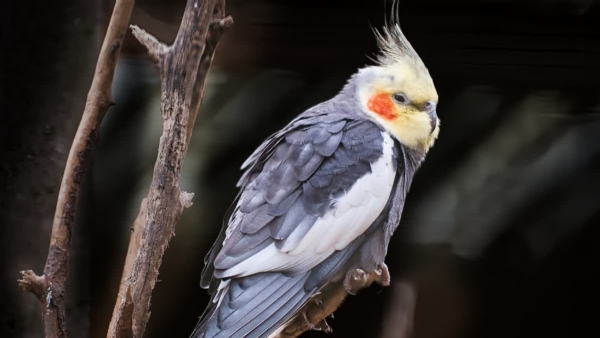 COCKATIEL BIRD