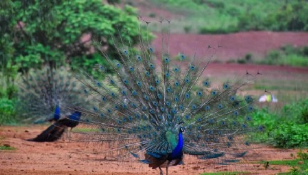 നാട്ടിൻപുറങ്ങളിൽ മയിലുകൾ വിരുന്നെത്തുന്നോ? കരുതിയിരിക്കുക; വരാനിരിക്കുന്നത് കടുത്ത വരൾച്ചയുടെ സൂചന; കണ്ണൂരിലെ മലയോര കർഷകർ ദുരിതത്തിൽ നാട്ടിൻപുറങ്ങളിൽ മയിലുകൾ വിരുന്നെത്തുന്നോ? കരുതിയിരിക്കുക; വരാനിരിക്കുന്നത് കടുത്ത വരൾച്ചയുടെ സൂചന; കണ്ണൂരിലെ മലയോര കർഷകർ ദുരിതത്തിൽ
