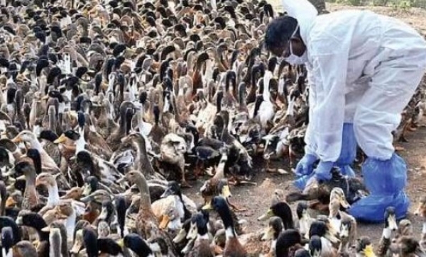 കോഴിക്കോട് അഞ്ച് പഞ്ചായത്തുകളിൽ പക്ഷിപ്പനി സ്ഥിരീകരിച്ചു; 15,000 പക്ഷികളെ നാളെ കൊന്നൊടുക്കും