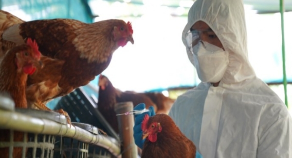 കോഴിക്കോട് പക്ഷിപ്പനി സ്ഥിരീകരിച്ചു: അഞ്ച് പഞ്ചായത്തുകളിൽ കടുത്ത നിയന്ത്രണം; 15,000 പക്ഷികളെ കൊന്നൊടുക്കുന്നു