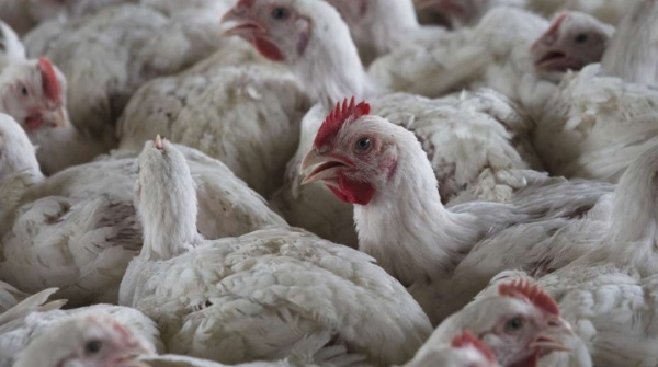 ഛത്തീസ്ഗഡിൽ പക്ഷിപ്പനി സ്ഥിരീകരിച്ചു; ബിലാസ്പൂരിൽ 4,400 കോഴികളെ കൊന്നൊടുക്കി, സംസ്ഥാനത്ത് അതീവ ജാഗ്രത